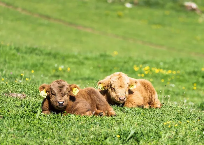 公寓 Steinackerhof Dachsberg